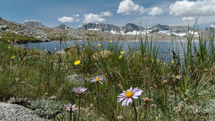 Several different species of wildflower growing near our break spot at Desolation Lake; composition by Diane humphreys basin desolation lake wildflowers