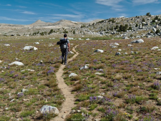 Josh meanders through more meadows full of wildflowers en route to Desolation Lake humphreys basin wildflowers