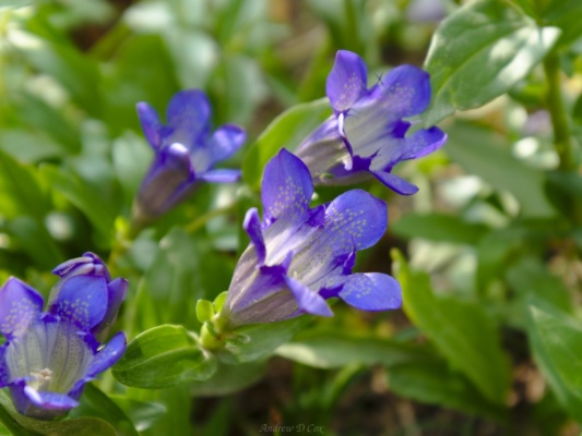 I love the deep blue-purple color teton mountains explorers gentian