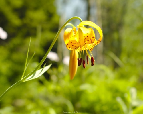 These flowers grow "upside down" for some reason sierra nevada california tiger lily