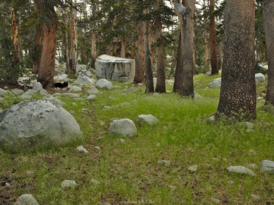 After leaving Marion Lake, we walk through this beautiful forest for a while sierra high route forest