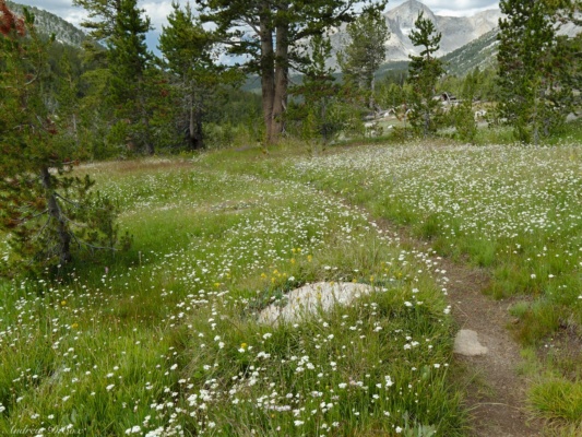 "At least the wildflowers outnumber the mosquitoes" french canyon trail wildflowers