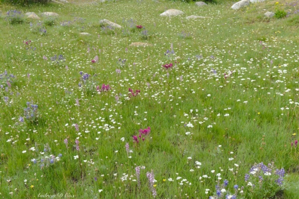 Just look at all those blossoms! sierra nevada wildflowers