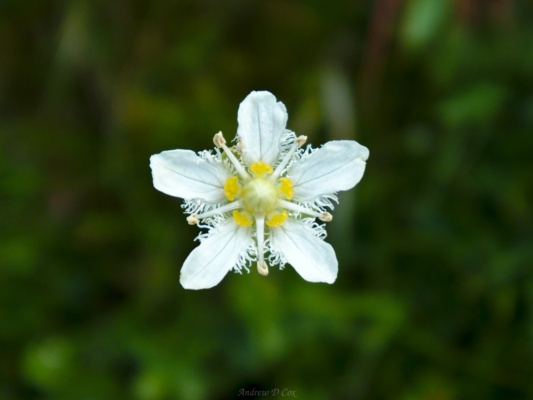 We call these "snowflake flowers" teton mountains wildflower fringed grass of parnassus