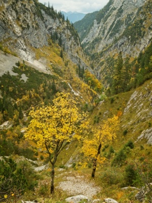 Two trees with bright autumnal foliage stand perched above Hollental Canyon alps autumn foliage