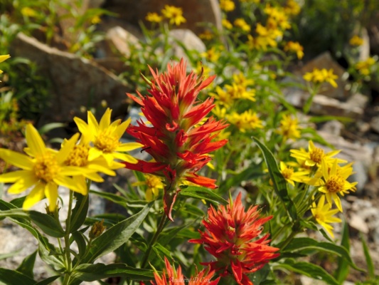 Indian paintbrush adds a splash of red to the bouquet teton mountains indian paintbrush