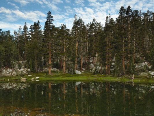 A few trees reflected in the still morning water sierra high route lake
