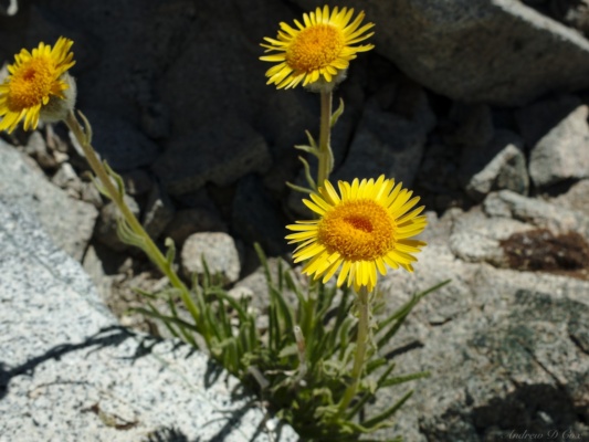 These flowers thrive where all other life has given up sierra high route mountain dandelion