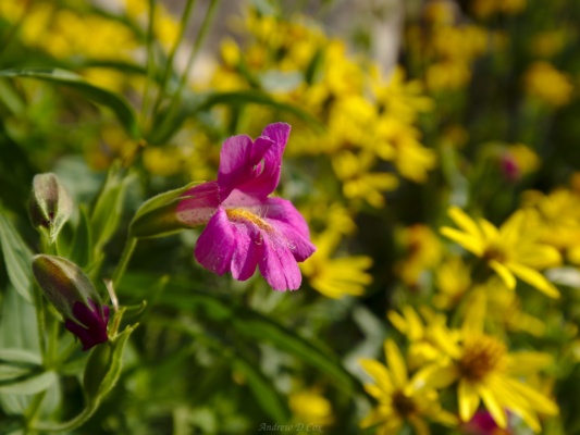 A purple monkey flower teton mountains purple monkey flower