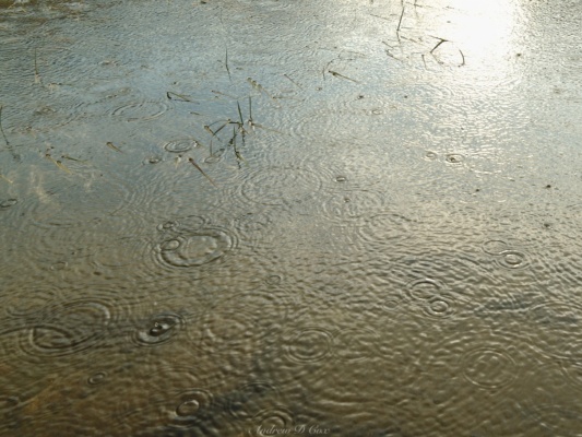The light rain creates fun ripple patterns in the water of Honeymoon Lake raindrop splash