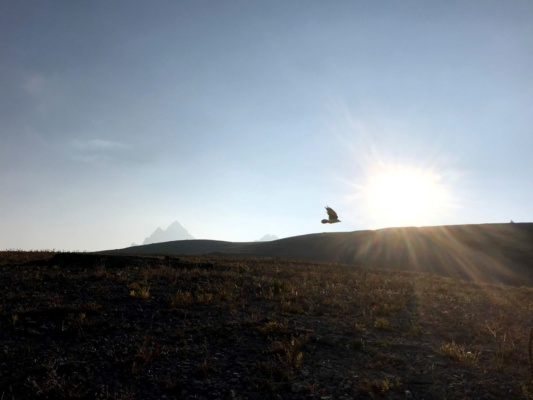A raven glides over the wilderness - photo credit: Diane teton mountains hurricane pass raven