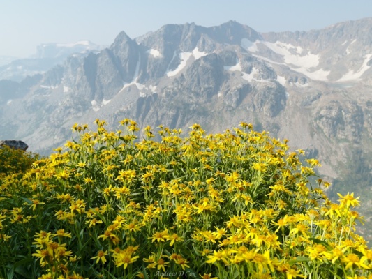 A beautiful bouquet in the foreground, epic, snow-capped mountains in the background... perfection. teton mountains wildflowers