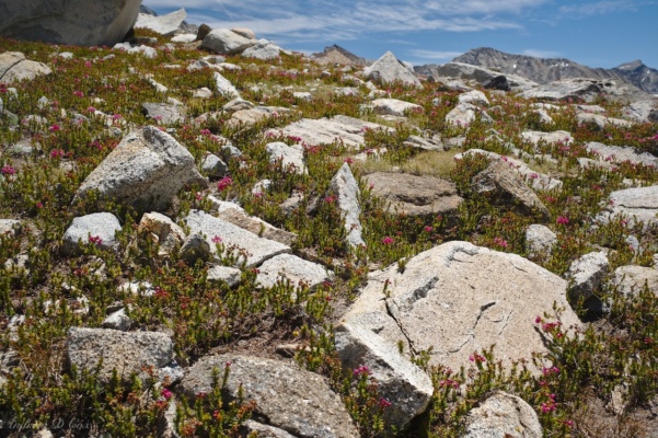 Hopping from boulder to boulder is significantly easier when they're well-anchored in the soil sierra high route boulders
