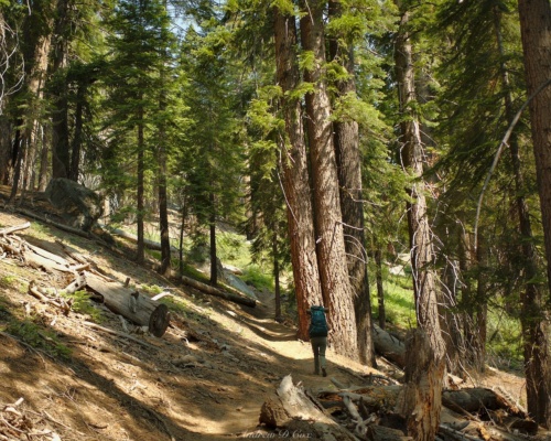 The towering trees provide some shade as we climb sierra high route copper creek trail