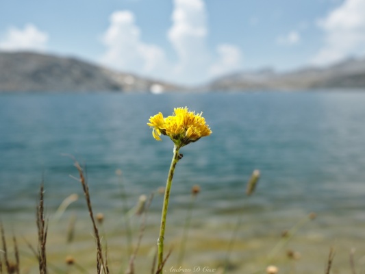 A fine specimen of Sierra Butterweed with one of the Barrett Lakes in the background sierra high route butterweed
