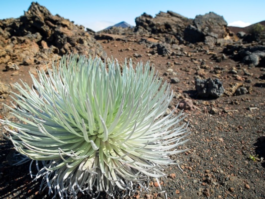 These yucca-like plants are endemic to Hawaii; they can live for up to 90 years! haleakala silversword