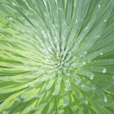 The silversword leaves funnel the morning dew to the heart of the plant haleakala silversword