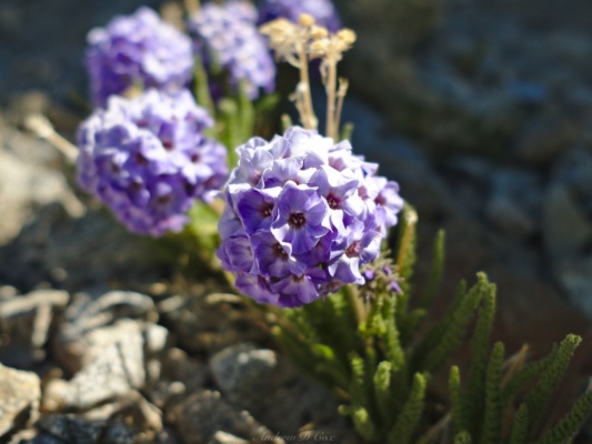 I always enjoy running into these little flowers that grow only at high altitudes and are endemic to the Sierra Nevada sierra high route sky pilots