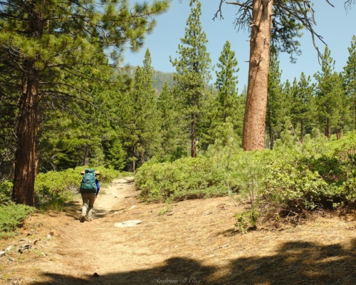 The sunny parts of the climb are less enjoyable than the shaded ones sierra high route copper creek trail