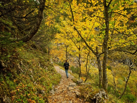Robert leads the way through this beautiful tunnel of brightly colored trees. alps hiking autumn foliage