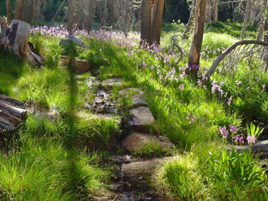 The trail to State Lakes winds through hundreds of shooting stars sierra high route shooting stars