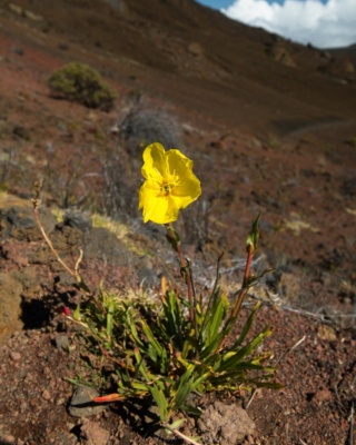 An evening primrose, one of several invasive species in Haleakalā National Park haleakala evening primrose