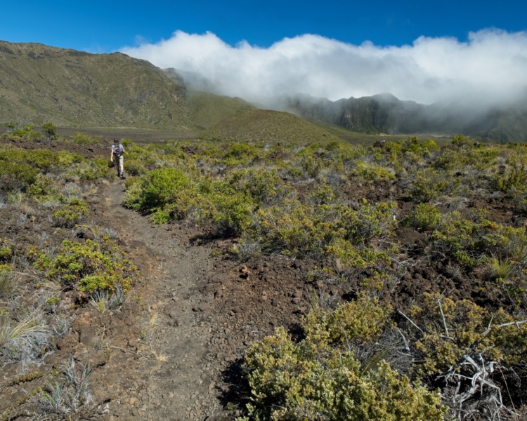 All morning, we've watched clouds writhe over these steep slopes; a closer look reveals abundant plant life thriving in the moist conditions. haleakala valley hiking