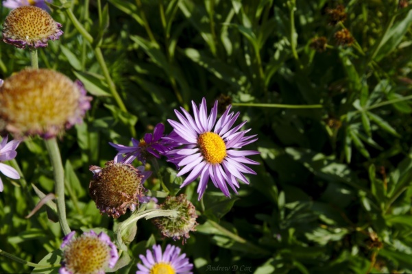 I have never seen so many wildflowers in my entire life teton mountains tundra aster