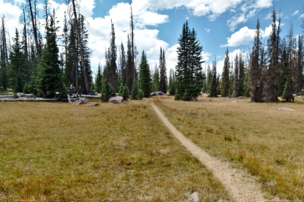 After several hours trekking through dense trees, I'm happy to reach this lovely meadow uinta mountains highline trail