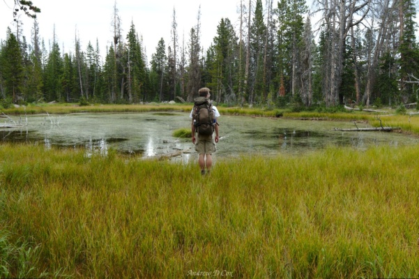 While some of the ponds are full of clear, beautiful water, others host dense moss colonies uinta mountains pond