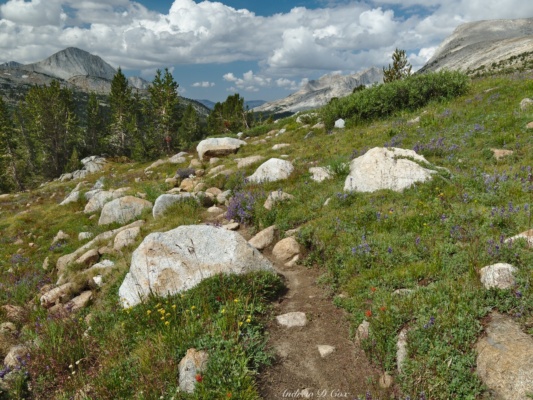 The trail winds through all kinds of wildflowers french canyon wildflower