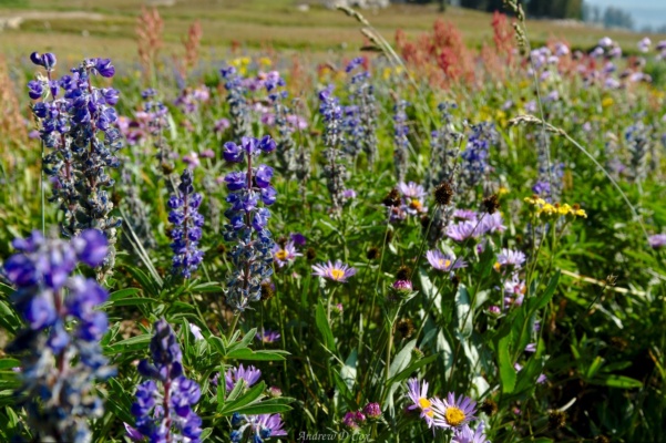 Asters, daisies, lupine, paintbrush... the mind reels! teton mountains wildflowers