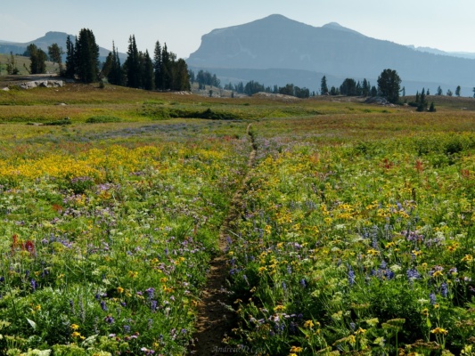 I have never seen so many wildflowers in my entire life teton mountains wildflowers