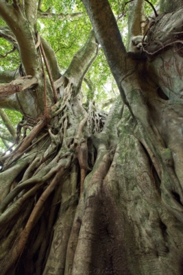 Banyan trees are all roots and branches; there's not really a consistent "trunk" pipiwai trail banyan tree