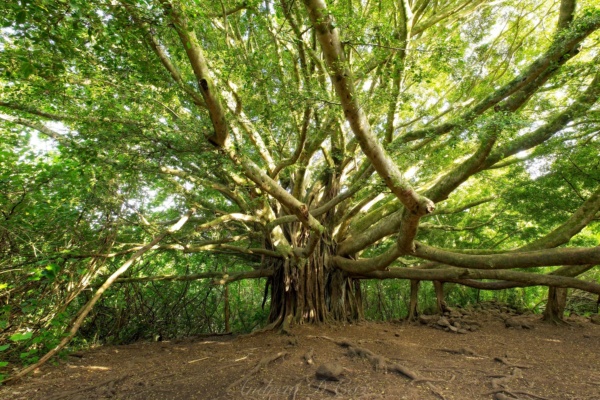 Another shot of the tree, sans people pipiwai trail banyan tree
