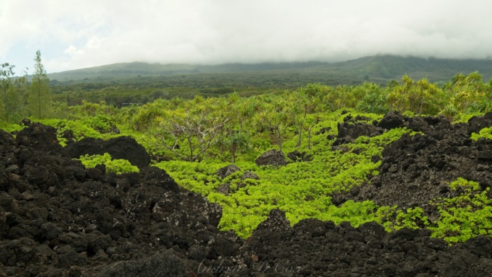 The contrast between the dull, black, volcanic rock and the brilliantly-green foliage is striking! wai'anapanapa state park foliage