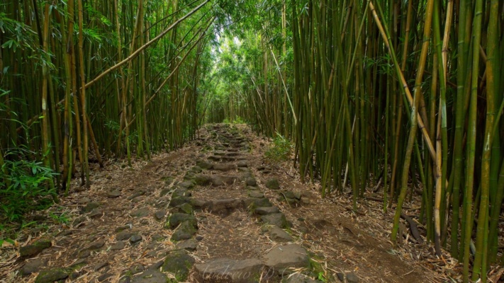 The trail climbs gently through the bamboo forest pipiwai trail bamboo forest