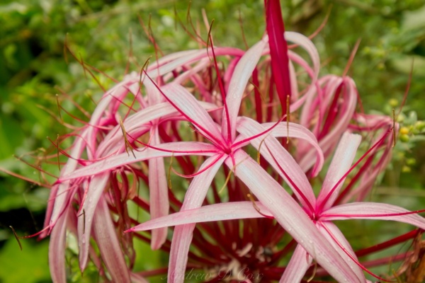 A beautiful bouquet of flowers near one of the waterfalls on the road to Hana road to hana flowers