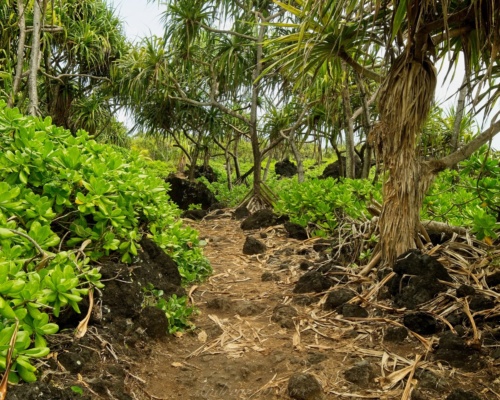 We wander down a coastal trail for a bit wai'anapanapa state park coastal trail