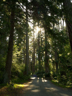 The morning sun streams through the tall trees surrounding our campsite at Deception Pass State Park deception pass forest
