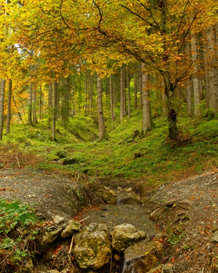 This charming creek offers a much-need distraction during a steep climb into the Alps germany alps autumn creek