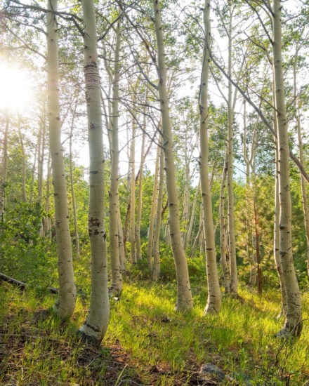The sun streaming through these aspens caught my eye while thru-hiking the John Muir Trail aspen grove