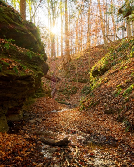 One of many canyons in Shades State Park, full with leaves in the autumn shades state park autumn