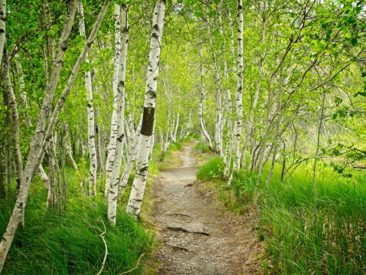 Lush, green grass and striking white aspens line this pleasant trail in Acadia National park acadia national park aspen birch