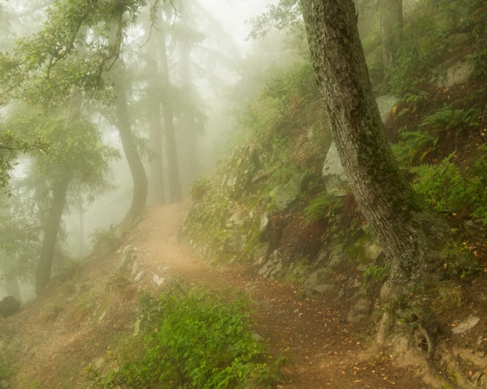 The trail to the summit of Mount Wilson (just west of Los Angeles) is shrouded in mist los angeles mount wilson trail