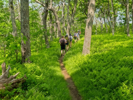 A particularly beautiful section of the Appalachian Trail appalachian trail