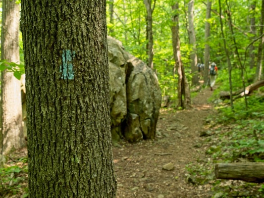 The Tuscarora Trail is marked with blue blazes tuscarora trail blaze