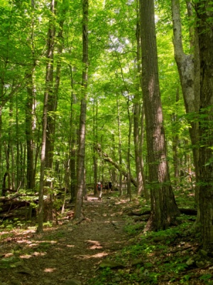 It's a beautiful day in the woods! tuscarora trail