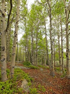 Another photogenic aspen grove alphabetizer