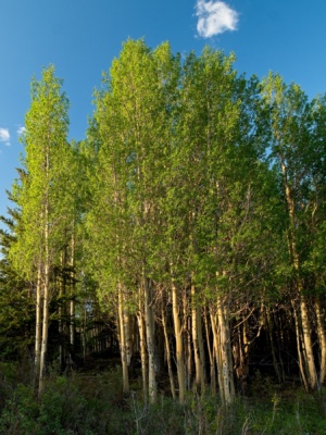 As the sun sinks low on the horizon, it casts warm light on this grove of aspen trees alphabetizer